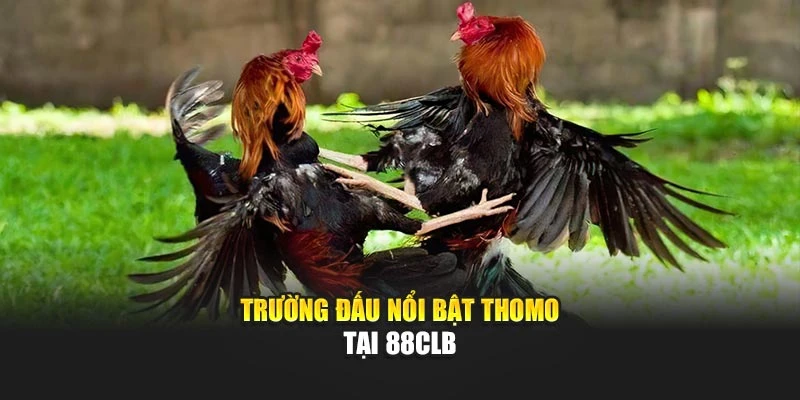 Trường đấu nổi bật Thomo tại 88CLB